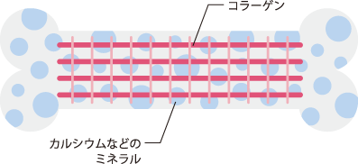 コラーゲンとカルシウムの関係