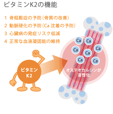 筋タンパク質蓄積量